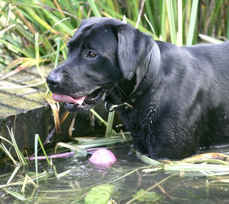 Buddy taking time out in the fountain
This time he has got a floating ball.  I dread to think how many balls are lying on the bottom!
Ključne besede: Buddy fountain Black Labrador ball floating