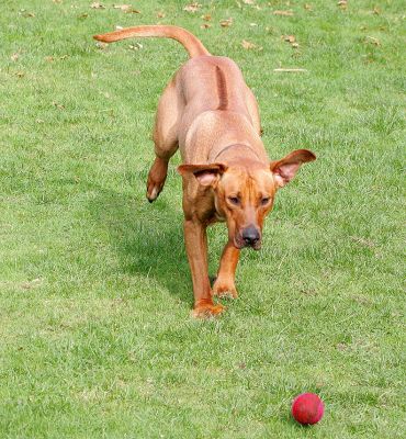 Simba - this one's mine!
Keywords: Simba Rhodesian Ridgeback ball Lucies Farm luxury dog hotel