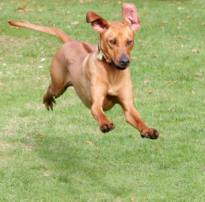 Kila mid-flight
Schlüsselwörter: Kila Rhodesian Ridgeback flight Lucies Farm luxury dog hotel