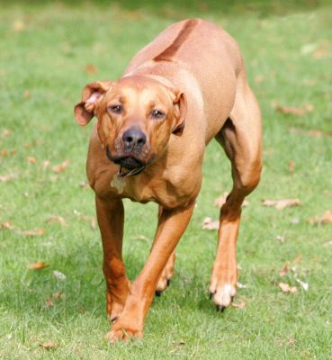 Kila on a mission
Palabras clave: Kila mission Rhodesian Ridgeback Lucies Farm luxury dog hotel