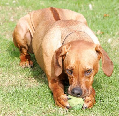 Kila hard at work
Keywords: Kila ball Rhodesian Ridgeback