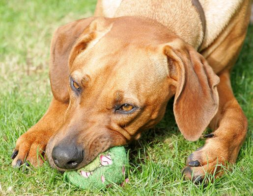 Kila really working that ball
Palabras Clave: Kila Rhodesian Ridgeback ball work
