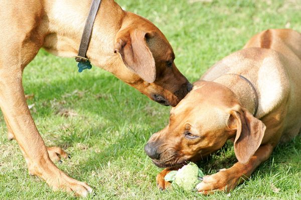 Simba checking out Kila
Ключові слова: Simba Kila Rhodesian Ridgeback ball