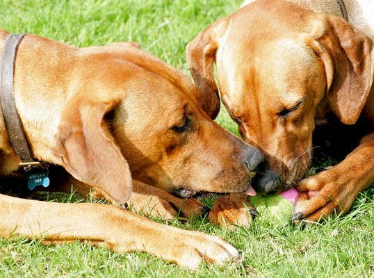 Simba wanting some of the action
Keywords: Kila Simba Rhodesian Ridgeback ball action