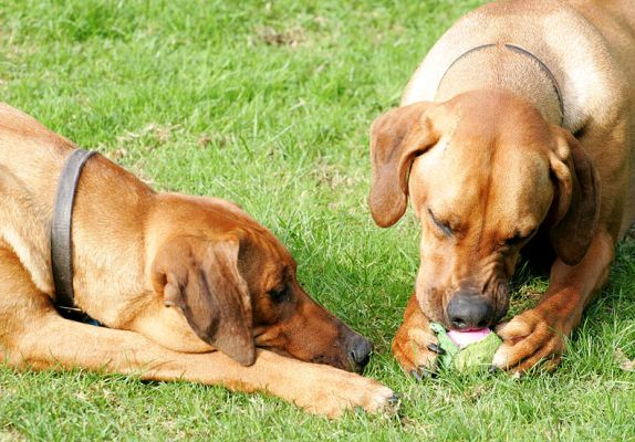 Simba jealously watching Kila's play
Anahtar kelimeler: Kila Simba ball Rhodesian Ridgeback