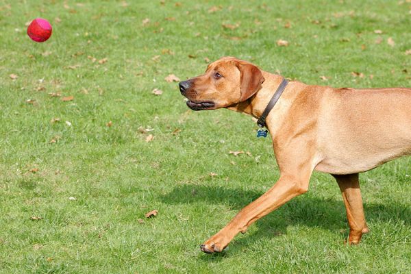 Simba closing in on the ball
Ključne besede: Simba ball Rhodesian Ridgeback