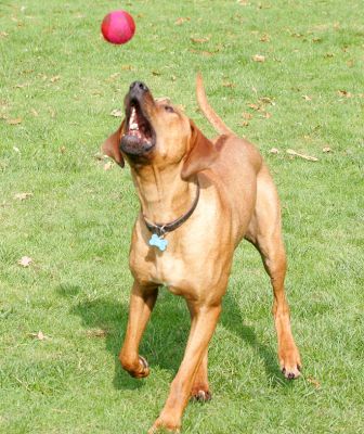 Simba perfecting his mid-air catch
Schlüsselwörter: Simba ball Rhodesian Ridgeback