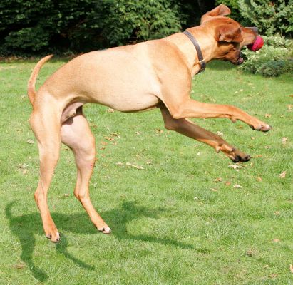 This one's mine!
Keywords: Simba Rhodesian Ridgeback ball