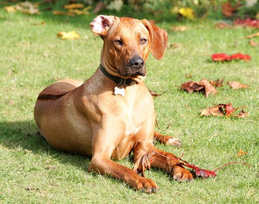 Kila in repose
Trefwoorden: Kila Rhodesian Ridgeback Lucies Farm luxury dog hotel