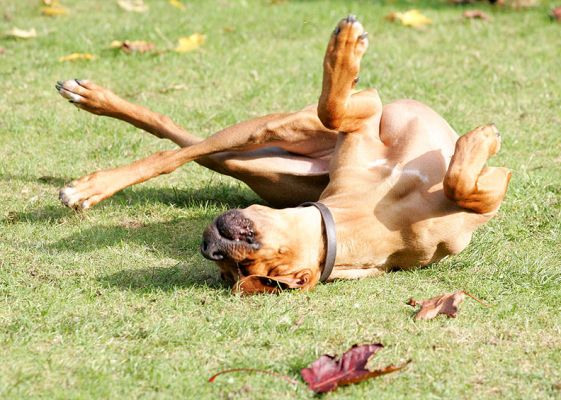 This is one way to scratch your back!
Λέξεις-κλειδιά: Kila Simba back Rhodesian Ridgeback