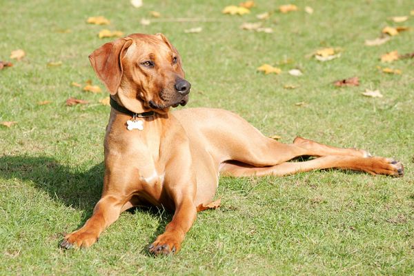 Kila owning the lawn
Ключові слова: Kila lawn Rhodesian Ridgeback