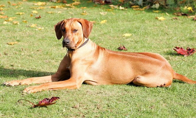 Kila looking very queenly
Klíčová slova: Kila Rhodesian Ridgeback queen