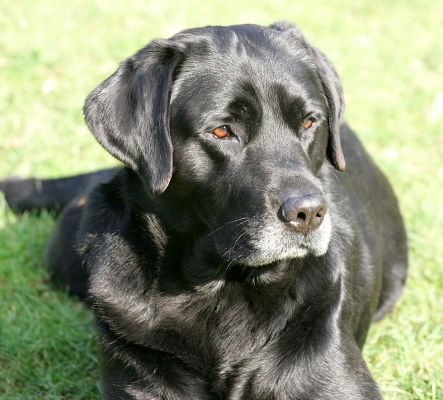Cole
Klíčová slova: Cole Black Labrador Lucies Farm dog boarding dog kennel