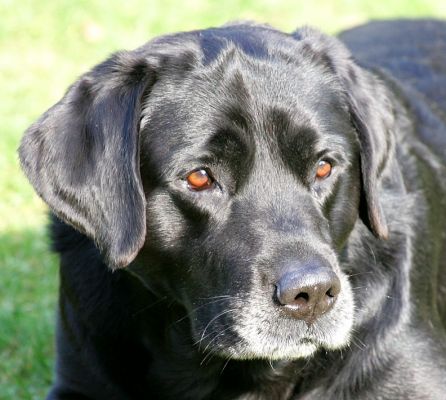 Cole
Looking quite wise, with his dignified white muzzle.
Słowa kluczowe: Cole Black Labrador white muzzle dog Lucies Farm dog hotel dog kennel