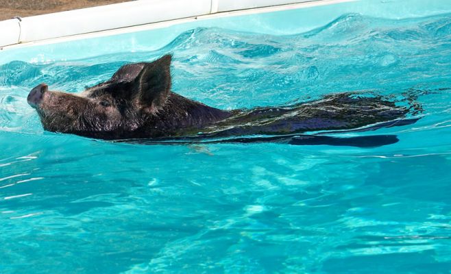 Swimming Berkshire Pig
October 20 2006 --- a cold English day.  Then Sam, the photographer, arrived and the sun came out and it looked like summer, for at least a short while.  We took this Berkshire pig swimming in the outdoor pool.  We hope she'll be in the [i]Independent[/i] newspaper tomorrow.
Anahtar kelimeler: Berkshire pig swimming Independent Newspaper Kurobuta pork
