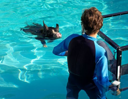 Milan "Aiming" The Tank at the Berkshire Pig
The large tank floats in the water, and is "aimed" by two of our farm colleages.  This Berkshire pig swam right up to the tank itself for her close up.
Schlüsselwörter: Tank Berkshire pig Milan swimming pig close up swam pool