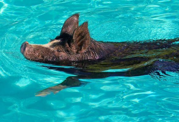 Swimming Berkshire Pig
Trefwoorden: Berkshire pig pork swimming pig pool Kurobuta pork Independent newspaper
