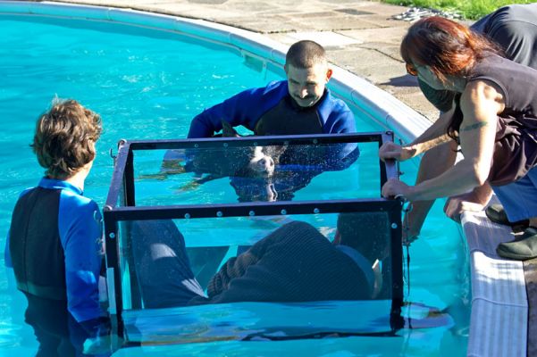 Sam Doing an "Over/Under" Shot -- We Hope
Milan and Marjorie "aiming" the floating tank, with Sam inside, in the direction of Gregorz and the swimming Berkshire pig.
Anahtar kelimeler: Gregorz Milan swimming pig Berkshire pig Marjorie Sam Stephenson photographer tank