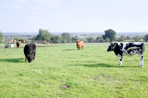 Three Types of Beef Cattle
Aberdeen Angus (black steer on the left), Highland cattle (red steer in the middle), and a Guernsey - Belgian Blue cross (black and white cow on the right) enjoying the sunshine at the 11-acre field, overlooking the Severn.
Schlüsselwörter: Aberdeen Angus Highland Guernsey Belgian Blue cross Severn Worcestershire beef cattle