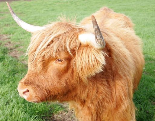 UK302940200031 - Highland Cow
Born 23 Jan 03, this Highland cow was sold along with her male calf at foot, UK302940400068 born 7 Jul 05. Mother and son are now happily residing in Staffordshire.
Schlüsselwörter: UK302940200031 Highland cow Lucies Farm Highland cattle