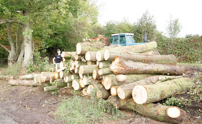 Marjorie Standing By A Pile of Cut Trees
We are proceeding with our Woodland Grant Scheme for Lord's Wood.  Here are a small portion of the logs cut down in the woodland, awaiting pick-up by the sawmill.  Apparenty the logs are used to make the corrugation inside a piece of cardboard.  Marjorie looks small next to the pile of logs.
Keywords: Lords Wood Woodland Grant Scheme logs pulp mill forestry