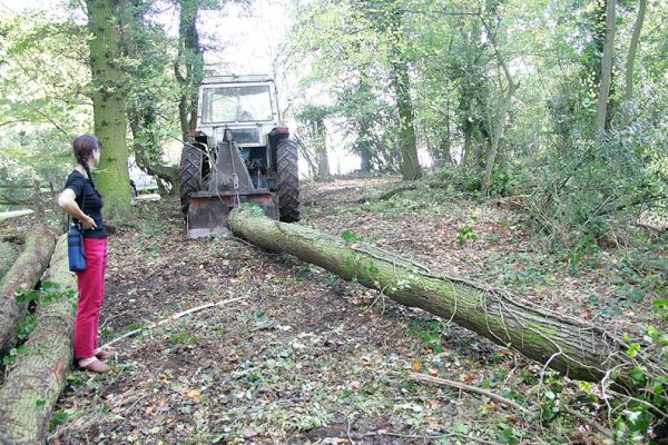Marjorie Supervising the Removal of a Tree
The trees are apparently cut down, and then dragged by tractor to the main "road" that runs through Lord's Wood.  They are then taken to the consolidation area, where they await pick-up by the truck from the sawmill.
Mots-clés: Lord's Wood tree tractor Marjorie sawmill