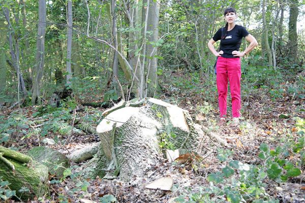 Marjorie Standing by a Large Stump
Lord's Wood 27 Oct 05
Słowa kluczowe: Lord's Wood tree stump forestry
