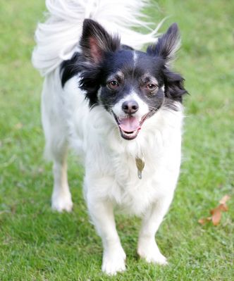 Matt standing his ground
Słowa kluczowe: Matt Long Haired Chihuahua Lucies Farm luxury dog hotel
