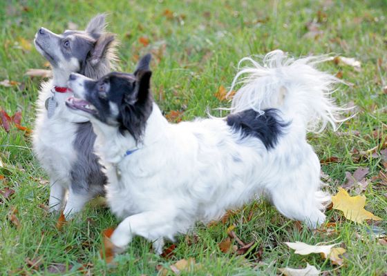 Matt & Rose at play
Anahtar kelimeler: Matt Rose Long Haired Chihuahua Lucies Farm luxury dog hotel