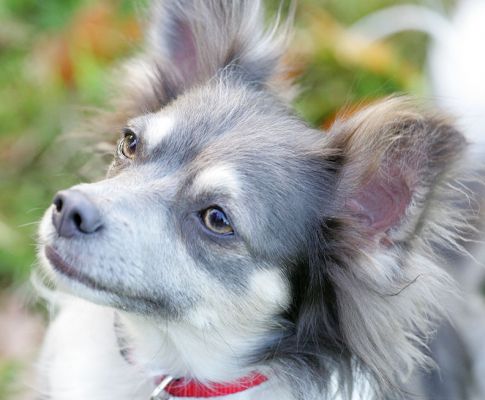 Every inch the princess
Anahtar kelimeler: Rose Long Haired Chihuahua princess Lucies Farm luxury dog hotel