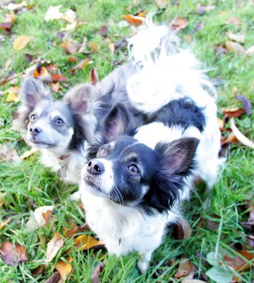 Posing for cookies
Palabras clave: Matt Rose Long Haired Chihuahua cookies