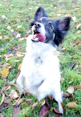 Well, give me that cookie
Keywords: Matt Long Haired Chihuahua cookie Lucies Farm luxury dog hotel