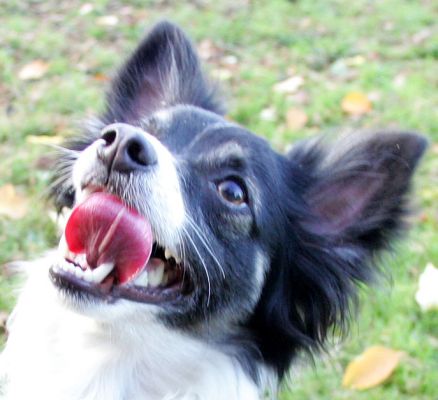 I'm licking my chops, give me the cookie NOW!
Anahtar kelimeler: Matt Long Haired Chihuahua cookie Lucies Farm luxury dog hotel