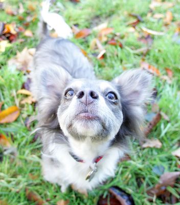 Rose reaching for a cookie
Keywords: Rose Long Haired Chihuahua cookie Lucies Farm luxury dog hotel