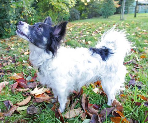 Matt amongst autumn leaves
Keywords: Matt autumn fall Long Haired Chihuahua Lucies Farm luxury dog hotel