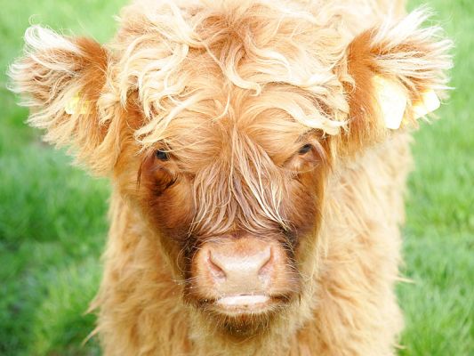 UK302940400068 - Male Highland Calf
This young male calf, born 7 Jul 05, was sold with his mother, UK302940200031 dob 23 Jan 03.  They are both now happily residing in Staffordshire.
Trefwoorden: UK302940400068 male Highland calf Lucies Farm