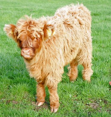 UK302940400068 - Male Highland Calf
Highland calf, born 7 Jul 05, sold with his mother, UK302940200031 born 23 Jan 03.  Both moved to their new home in Staffordshire on 8 Nov 05.
Trefwoorden: UK302940400068 Highland calf Highland cattle Lucies Farm