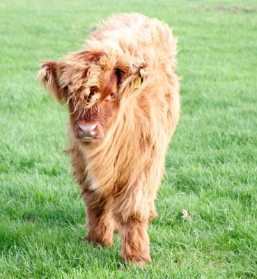 UK302940500069 - Highland Cattle Calf
Sold along with his mother UK302940600028.  This young calf, born 17 Jul 05, is about to move from sunny Worcestershire to rainy Wales...
Schlüsselwörter: UK302940500069 Highland cattle cow calf Wales Worcestershire