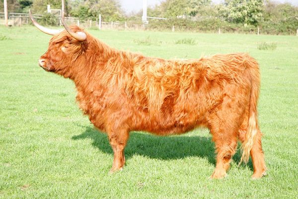 UK302940600028 Highland Cow
Born 28 Jul 2002.  Sold, along with her calf at foot (UK302940500069).
Trefwoorden: Highland cattle Lucies Farm Highland cow