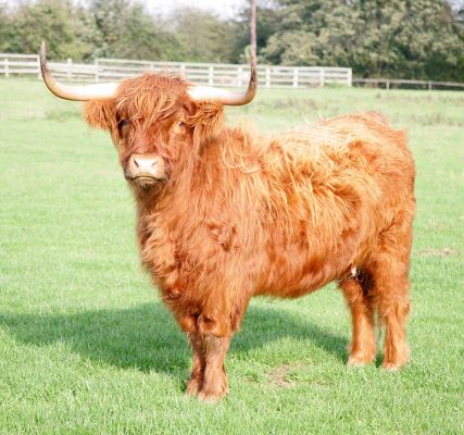 UK302940600028 - Highland Cow
Born 28 Jul 2002.  Sold, along with her calf at foot (UK302940500069).
Mots-clés: Highland cow Highland cattle UK302940600028 sold