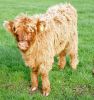 calf-68a.jpg