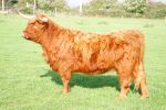 cow-28.jpg