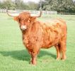cow-28a.jpg