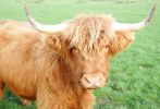 cow-31.jpg