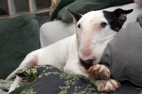 Lord of the lounge
Keywords: Kiko English Bull Terrier