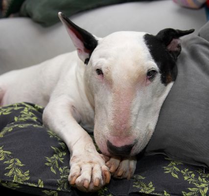 He'd rather have food than his photo taken
Anahtar kelimeler: Kiko English Bull Terrier