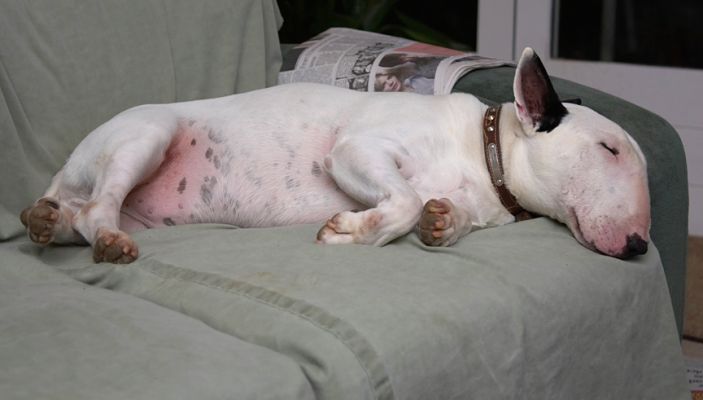 No food on offer so back to his second favourite inactivity
Mots-clés: Kiko English Bull Terrier