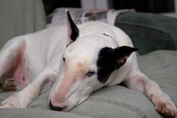 Could he take more of the settee?!
Palabras clave: Kiko English Bull Terrier