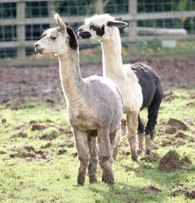 The Alpacas
Enjoying a bit of autumn sunshine, 29 Oct 05
Anahtar kelimeler: alpacas Lucies Farm autumn sunshine camelid