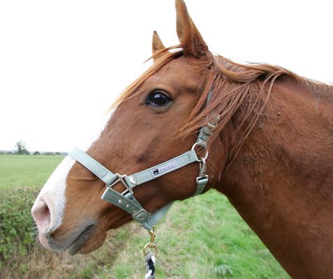 Ash the Horse
With her new head collar.  We couldn't find one in the tack room, so bought her a new one.  Fortunately Vic figured out how to put it on her head.
Keywords: Ash head collar horse